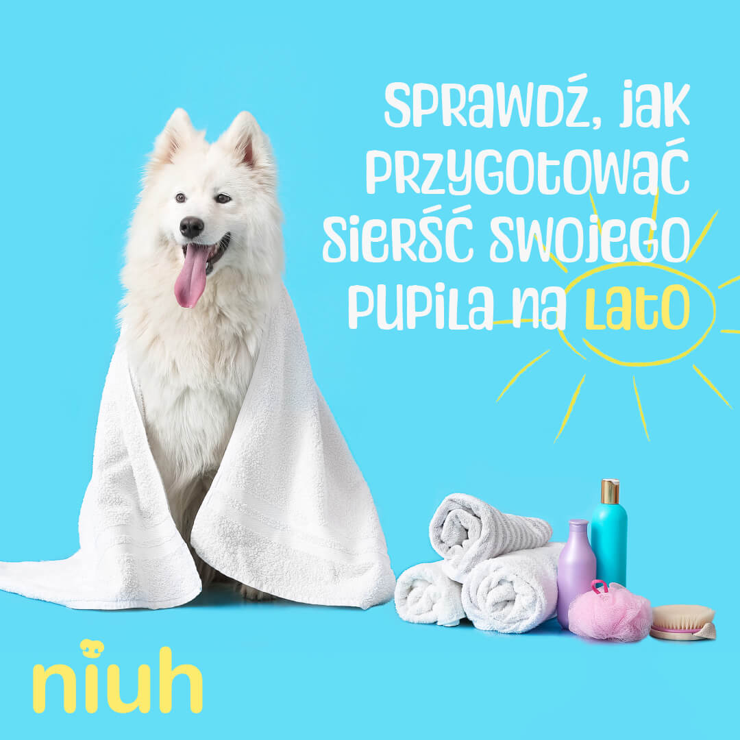 Przygotuj psią sierść na lato