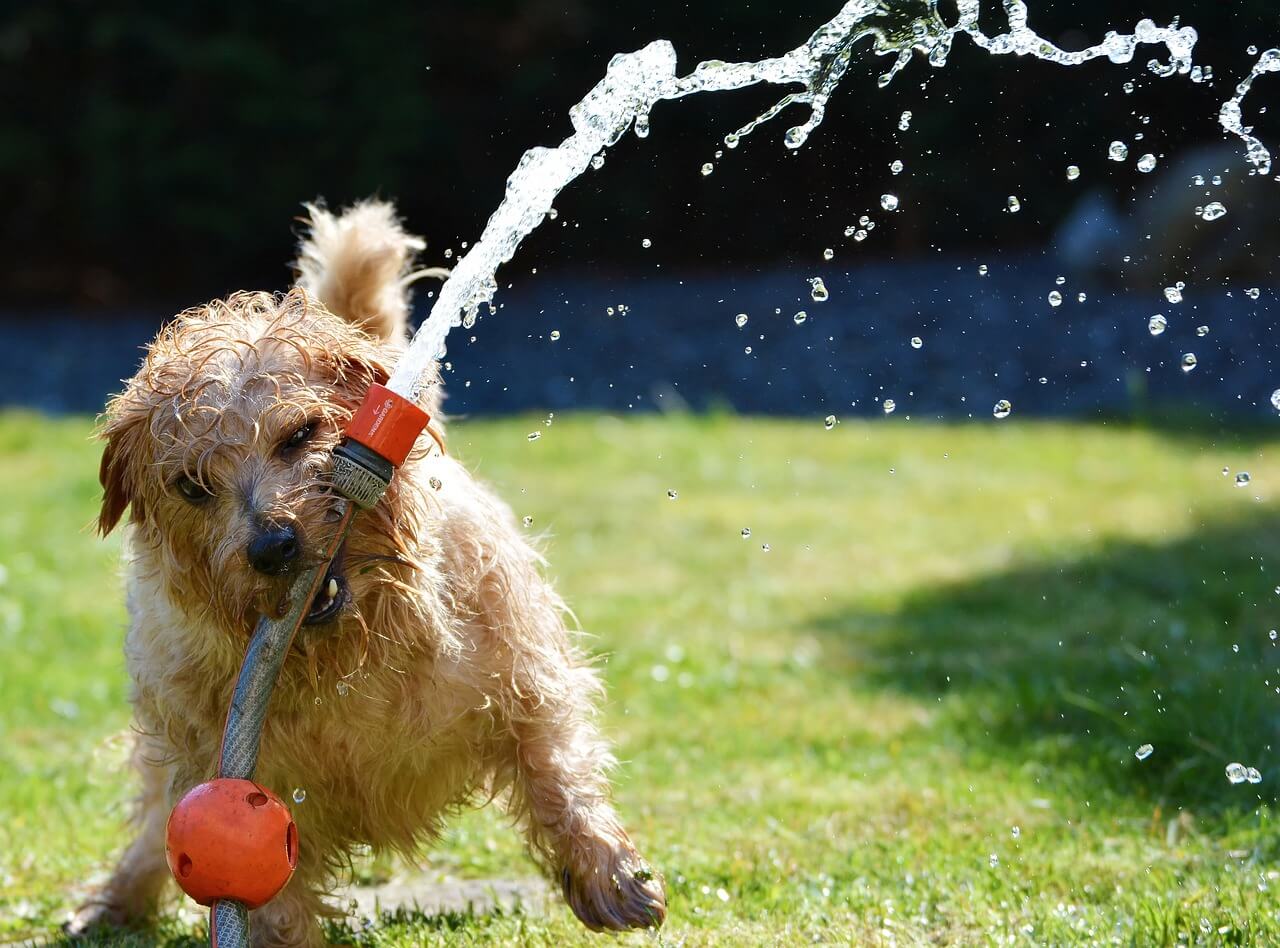 Summer fun together with your dog